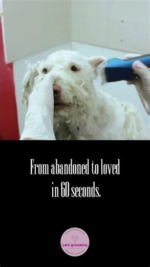 Shaving Dreadlocks off a Neglected Dog
