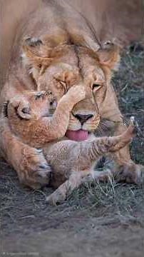 Welcomes a Newborn Lion Cub from Survey Pride | Maasai Mara National Reserve