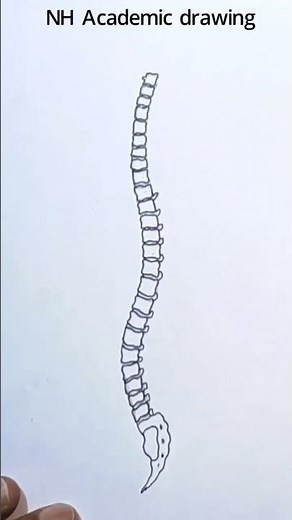 Backbone drawing/ Human spine drawing/ #shorts