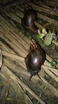 The mating of snails 🐌 #mating #snails