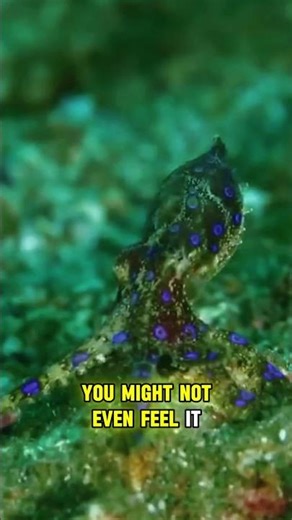 The Prettiest Way to Die: The Blue-Ringed Octopus 🐙