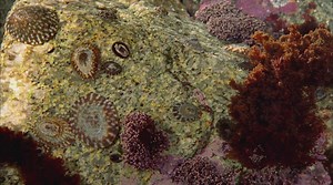 36K views · 2.4K reactions | Limpets may seem listless but they’re actually working hard during both high and low tides! | Monterey Bay Aquarium | Facebook