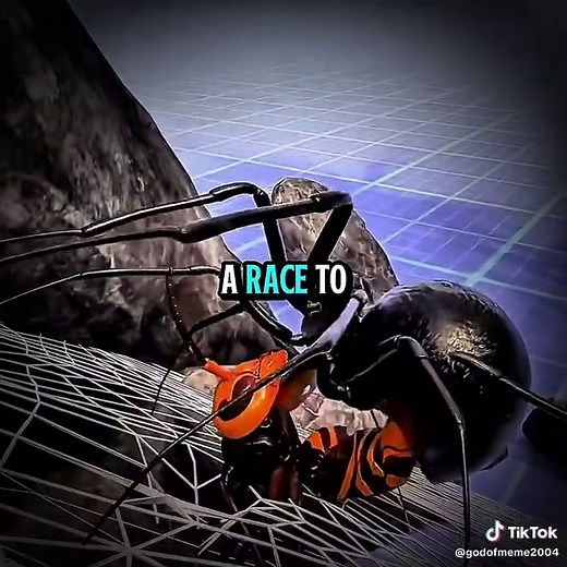 How Flies Reproduce: A 3D Animation Guide