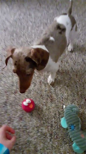 Funny mini dachshund, Joy playing.😄