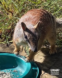 157K views · 7.6K reactions | Happy World Numbat Day!  Join keeper Jess as she takes you behind-the-scenes and learn how we care for Western Australia's mammal emblem, the endangered Numbat! | Perth Zoo | Facebook