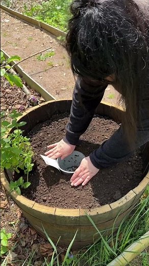 Repurposing an old wine barrel into a planter for the garden #gardening #recycling
