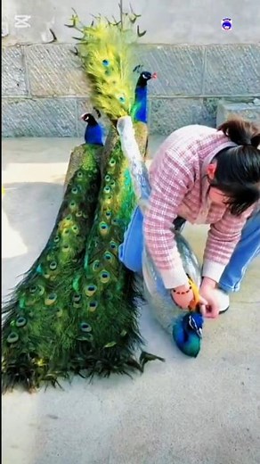 Peacock Horn Loop for 1 Hour #peacock #shorts