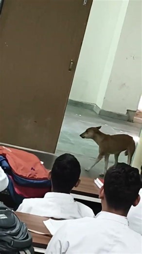 When Dog Attends MBBS Lecture 😂 | Medical College Funny Moment