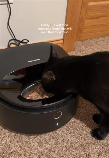 This cat feeder is about to change my life 🙌🏼 Around meal times, my cat is NONSTOP meowing at me (I know other cat parents can relate) but since he eats wet food, most automatic feeders don’t work. In comes @Petlibro with this magical feeder 😻 ✨ keeps wet food fresh up to 3 days ✨ has 3 compartments you can schedule through their ap ✨ is super easy to clean! This is what I’ve needed for so long! #catfeeder #automaticcatfeeder #wetcatfoodfeeder #petlibro #petlibrofeeder