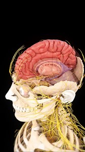 203K views · 5.7K reactions | 易 The Human Brain: The Command Center...