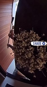 A lion attacks a dog 😮😮 | Emma Williams