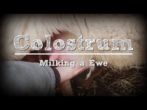 Milking a Ewe for Colostrum
