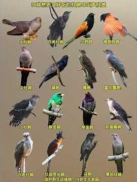 16 Amazing Cuckoo Bird Sounds You Must Hear | Relaxing Nature Audio