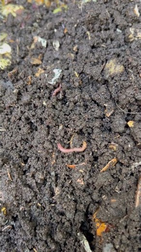 #composting #vermicompost #worms #redwigglers #nature #craigscompost #reuse #reduce #recycle