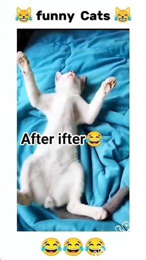 Funny CATS After Iftar Are Hilarious 😂😆#shorts #cat #funnycats