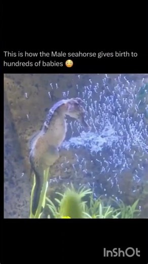 This is how male Sea horse gives birth to hundreds of baby s🥺❤️🥰#seahorse #seahorsefacts#shots