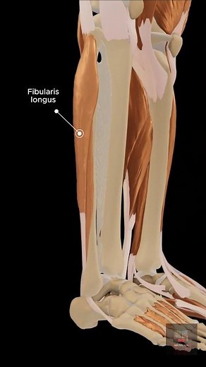 3D animation showing the anatomy of the Fibularis muscles (longus and brevis).