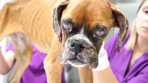 From Neglect to Hope: Jenny’s Heartbreaking Rescue Story