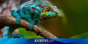 Pengertian Morfologi dan Tingkatannya