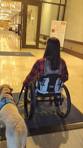 1.9K views · 49 reactions | As a service dog handler, do you let people pet your service dog when working? #servicedog #servicedogs #inclusivetravel #wheelchairaccess #accessibilityawareness #accessibletravel #wheelchairtravel #accessibletourism #wheelchair #disability #disabled #wheelchairlife #accessibility #accessible #disabilityawareness #disabledtravel #wheelchairuser #wheelchairlife | Accessibility with Aspen Sage | Facebook