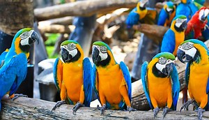 5 tips from 5 ELT experts for teaching speaking