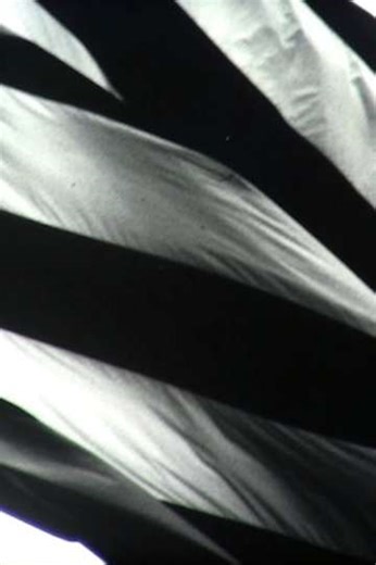 Decoy (2018) - Movie