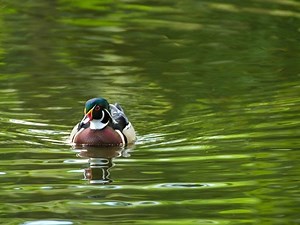 Details Announced For Westport's Great Duck Race, 5K