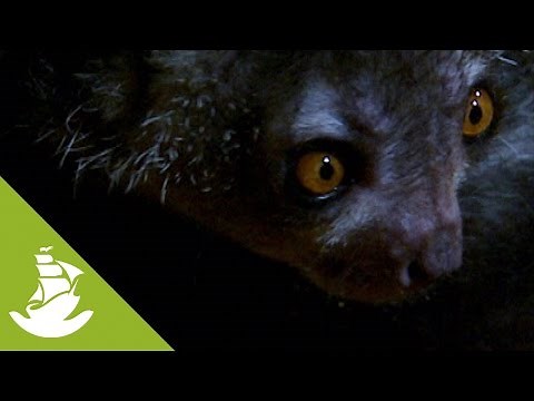 The aye-aye, a nocturnal lemur