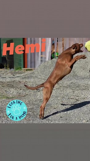 Time to share Hemi! Athletic, goofy, friendly Hemi! DOB 7/27/22 Large breed mix including GSD/husky/boxer/lab Crate and housetrained Would love to the center of attention but has many doggy friends here. She is an active girl and needs mental and physical stimulation to be her best self. Hemi is a giant puppy, full of joy and goofy faces. If you need a pick me up, just snap a couple pics of Hemi! Hemi’s adoption fee has been sponsored ❤️ https://www.petfinder.com/dog/hemi-valentina-57597969/wa/o