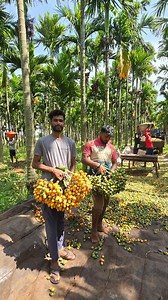 Karnataka Farmers on Instagram: "#arecanut #arecapalm #arecaceae🌴 #arecaproducts #arecanuttrees #areca #architecturephotography #beetalnut #arecanutfarm #photographyartist #adike #adike_naadu #adike# ಅಡಿಕೆ"