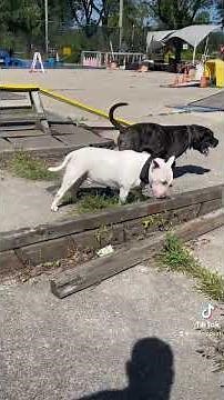 Aggressive bull terrier ATTACK!