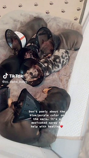 Puppy Ear Crop Procedure: Healing Process and Care Tips