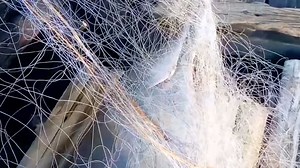 Did you know that the endangered Ganges River Dolphin is often caught accidentally as bycatch in fishing nets? This enigmatic freshwater species is struggling to survive due to habitat loss and human activities. Watch ‘Tangled Fates’ on 5th October to learn how we can protect these incredible creatures and ensure their rivers remain safe! | Wildlife Conservation Trust - WCT