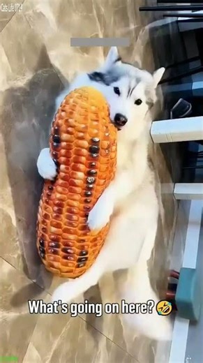 Cute Animals 🐈‍⬛ #trending ❤️ # #7398