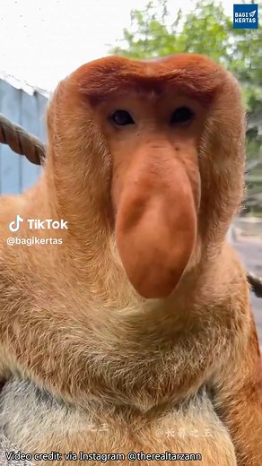 Bekantan: Monyet dengan Hidung Panjang di Kalimantan