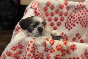 Naomi - Lhasa Apso Puppy 0B7970