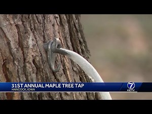 31st annual Maple Tree Tap teaches families about maple tree tapping and conservation