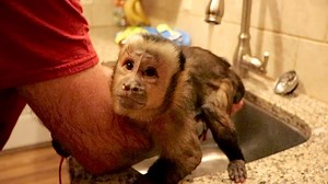 14K views · 1.4K reactions | Capuchin monkey Happy takes a bath! Bath time isn't his favorite thing ever but he did a good job with this bath. He only made a few monkey noises and chirps. | MonkeyHappy | Facebook