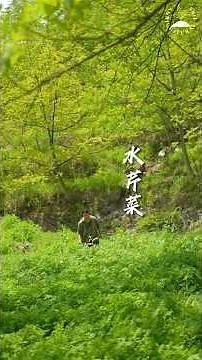 2000-Year-Old Super Veggie! Yunmeng Watercress