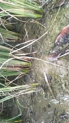 మా పొలంలో మొలకలు వచ్చాయి