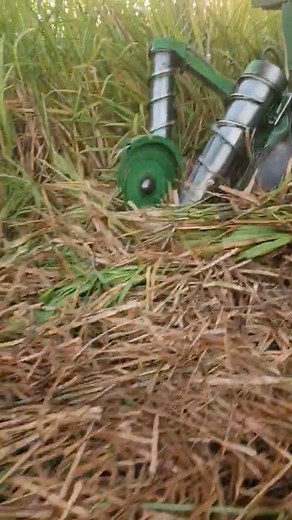Side knives may be used on harvesters for lodged and tangled sugarcane. (Video by Champagne Farms) | Bayou Teche Sugarcane