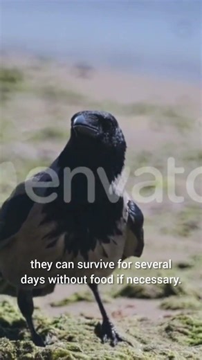 Crows: The Bird That Seems Impossible to Kill 🖤