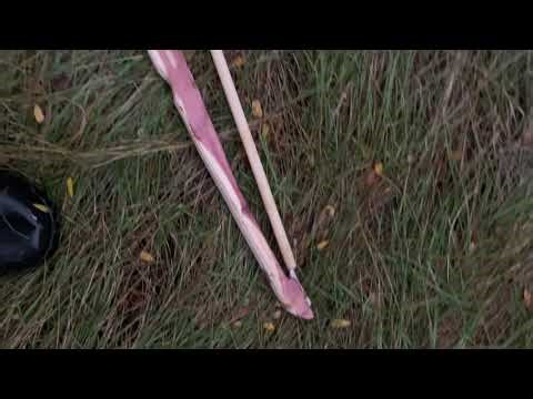 Spear thrower- an ice age hunting tool