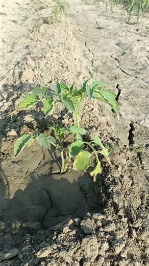 #tomato #khetibadi #kheti #kishan #farmer #farming #farmerstruggle #indianfarmer #shorts #trending