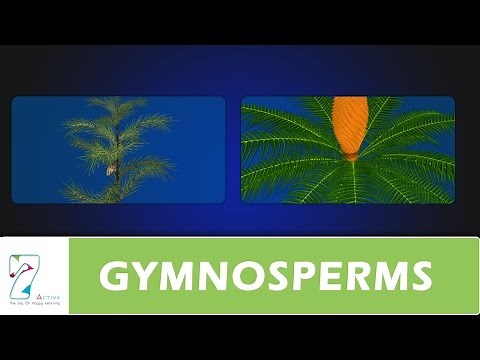 GYMNOSPERMS