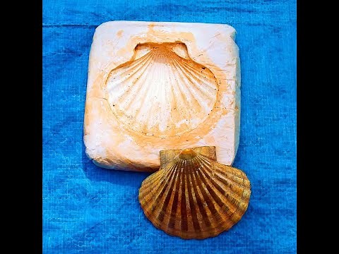 Pottery Tutorial: How To Make A Plaster Press Mould for a Shell - created by Andrea Young