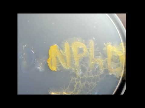 Slime mold (physarum polycephalum) growth time lapse