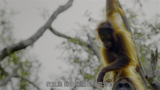 终极巨兽：世界上最大的动物.Big.Beasts.Last.of.the.Giants.S01E02.2018.2160p.WEB-DL.H265.AAC-Ze