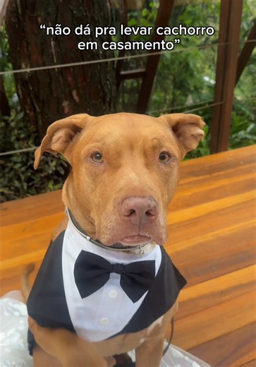 eu patrocinei esse casamento 😎 #pitbull #cachorro #pets #casamento #noivos