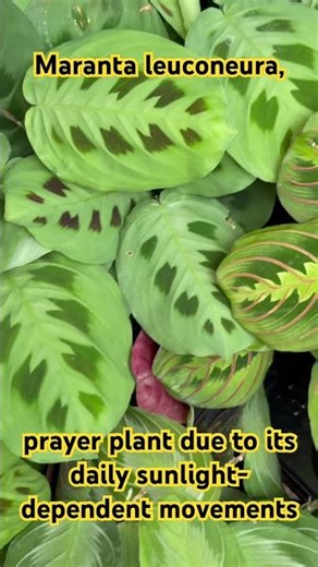 Maranta leuconeura, widely known as the prayer plant due to its daily sunlight-dependent movements